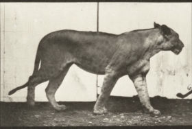 Plate 728 Lioness walking — figure reference